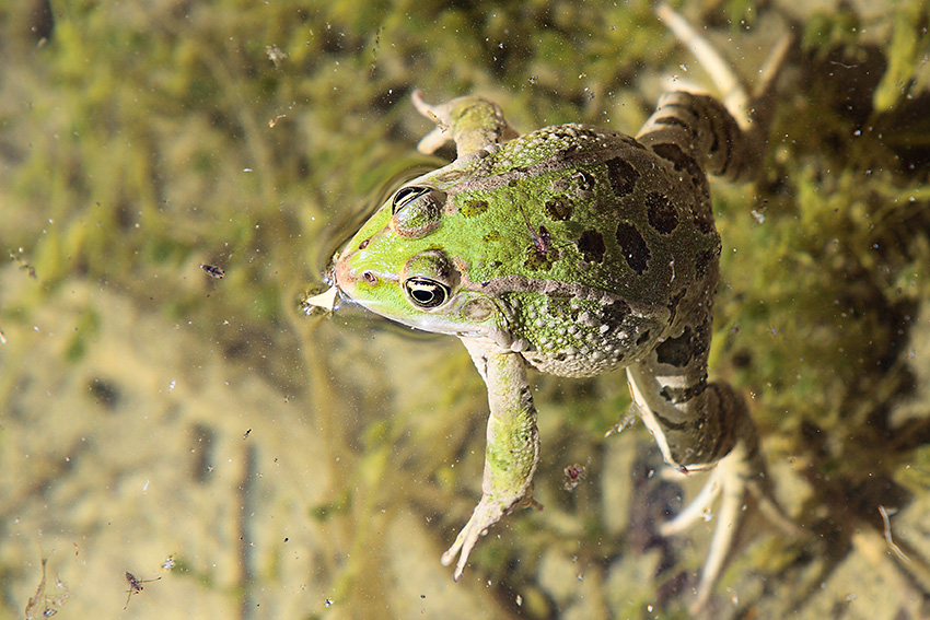 Da determinare - Pelophylax kurtmuelleri (prov. Imperia)